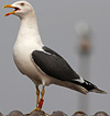 adult LBBG Dutch intergrade in September, ringed in the Netherlands. (85708 bytes)